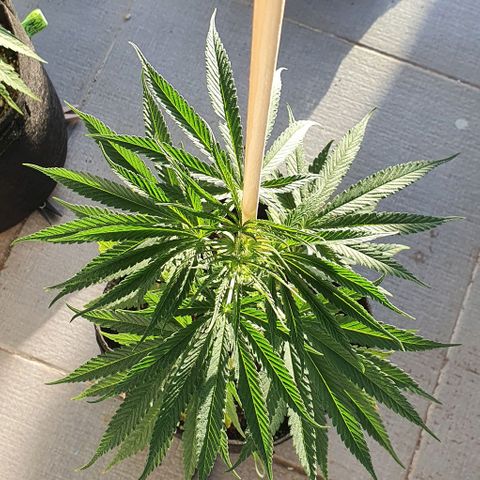 White Widow XXL Autoflowering growlog timeline photo