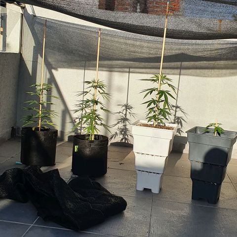 White Widow XXL Autoflowering growlog timeline photo