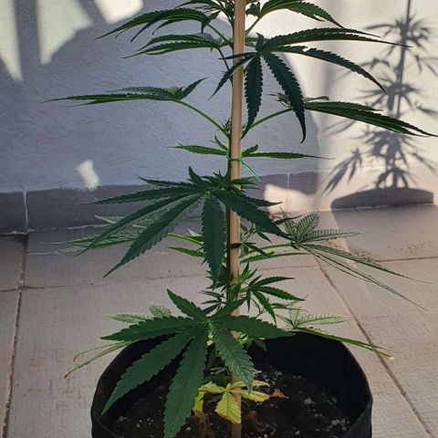 White Widow XXL Autoflowering growlog timeline photo