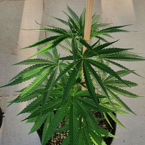 White Widow XXL Autoflowering growlog timeline photo