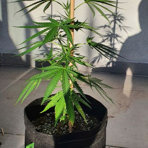 White Widow XXL Autoflowering growlog timeline photo