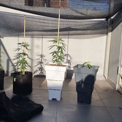 White Widow XXL Autoflowering growlog timeline photo