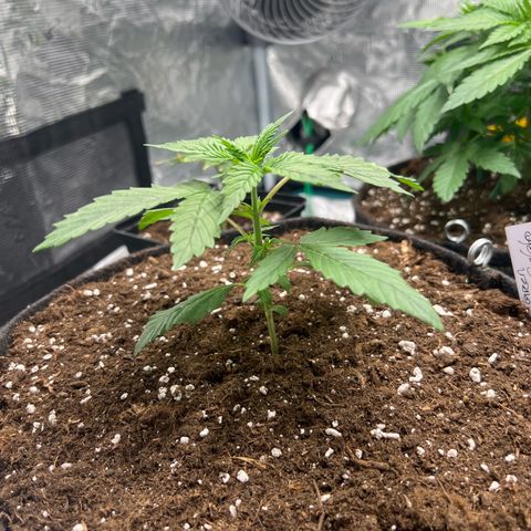 Big Green growlog timeline photo