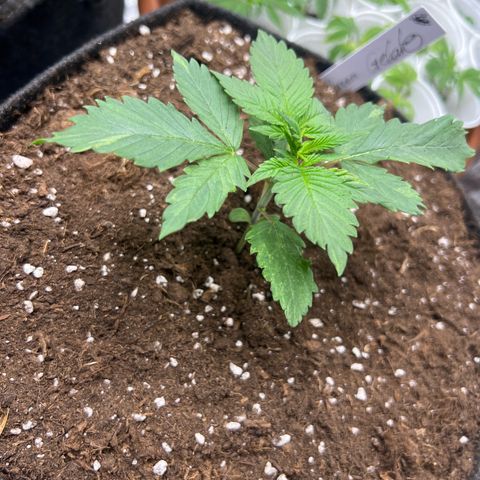 Flip growlog timeline photo