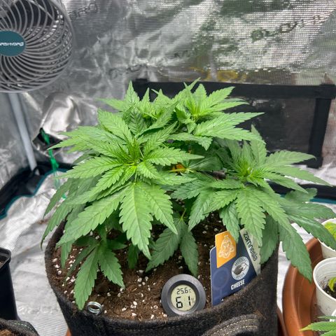 Cheesy growlog timeline photo