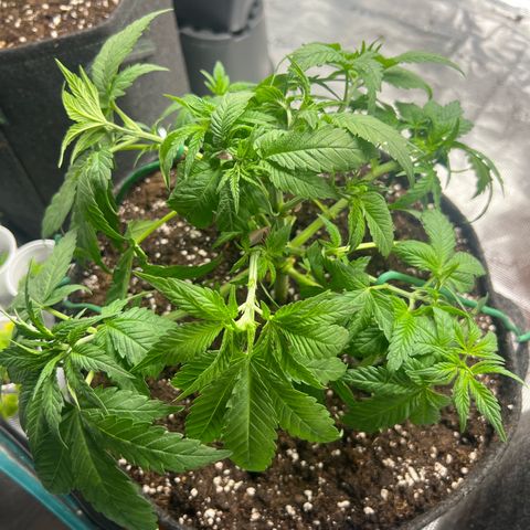 Cheesy growlog timeline photo
