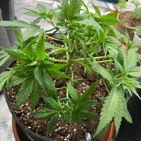 Cheesy growlog timeline photo