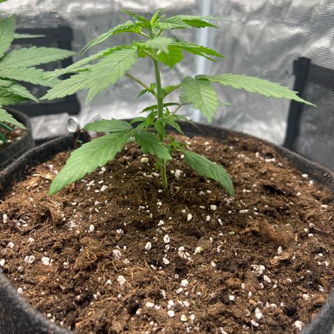 Big Green growlog timeline photo
