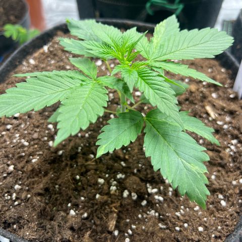 Flip growlog timeline photo