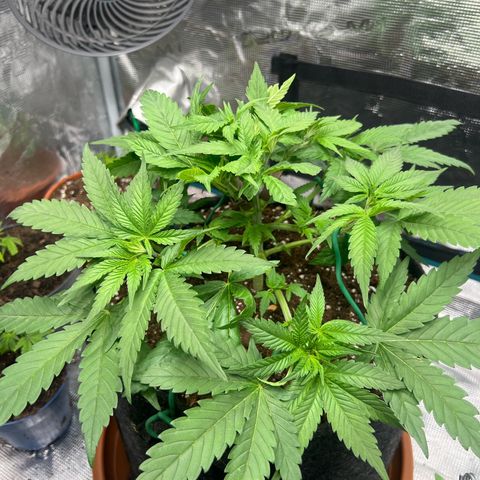 Cheesy growlog timeline photo