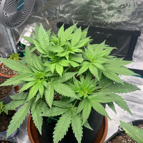 Cheesy growlog timeline photo