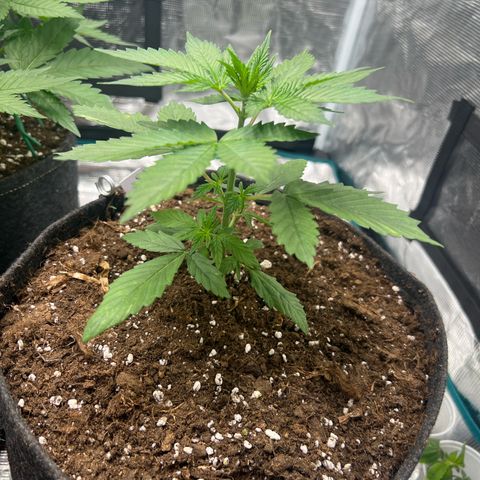 Big Green growlog timeline photo