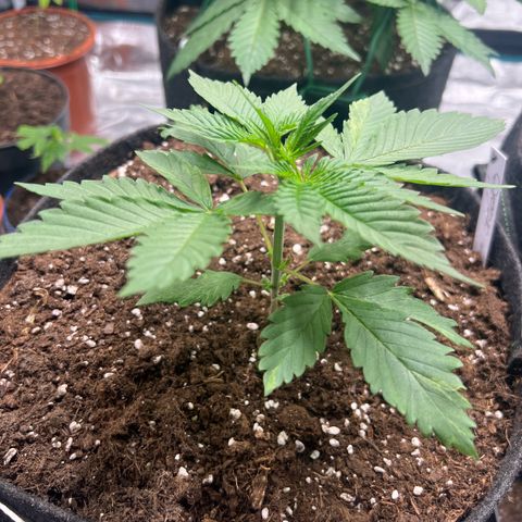 Flip growlog timeline photo