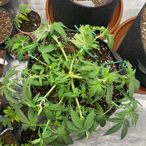 Cheesy growlog photo: LST