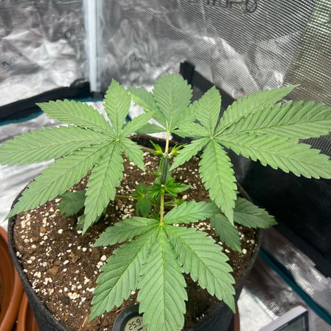 Flip growlog timeline photo