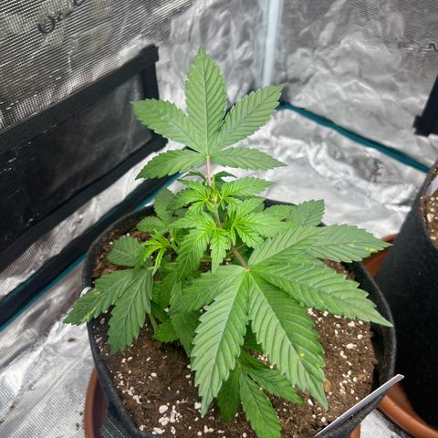 Big Green growlog timeline photo
