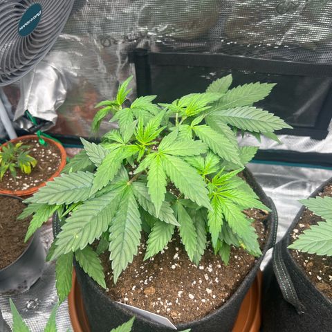 Big Green growlog timeline photo