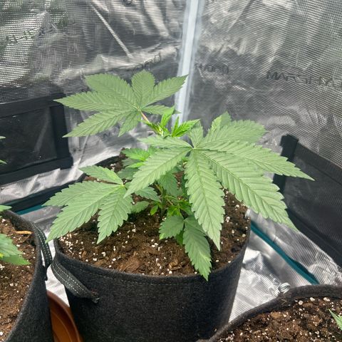 Flip growlog timeline photo