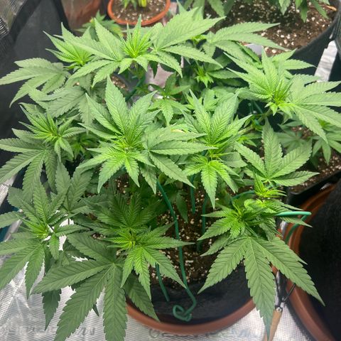 Cheesy growlog timeline photo
