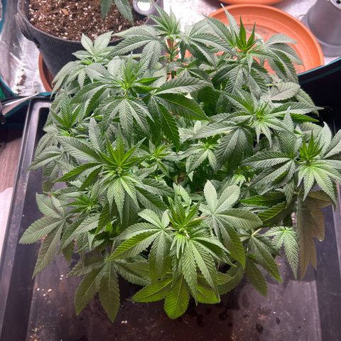 Cheesy growlog photo: Vor entlaubung 
