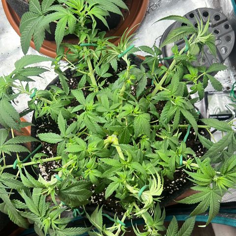 Cheesy growlog photo: Nach entlaubung