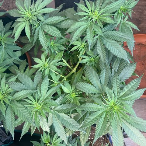 Big Green growlog timeline photo