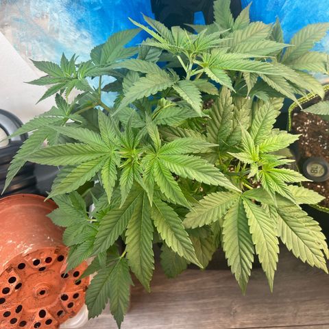 Flip growlog timeline photo