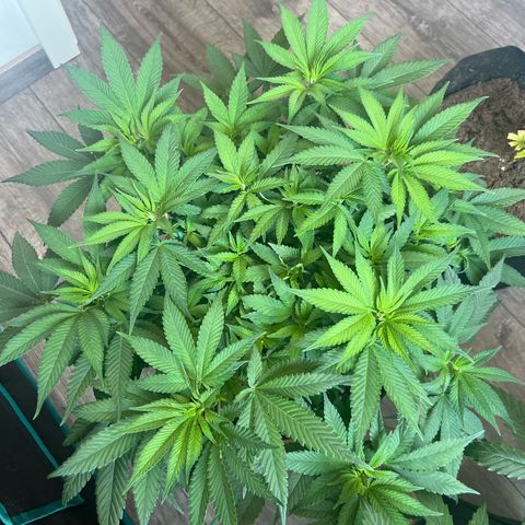 Cheesy growlog timeline photo