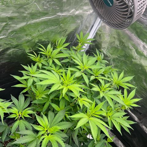 Cheesy growlog timeline photo