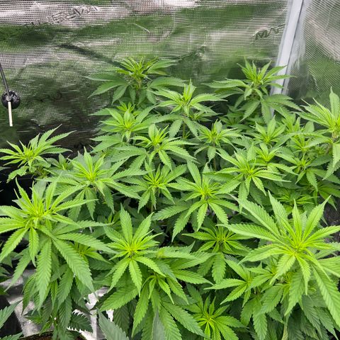 Big Green growlog timeline photo