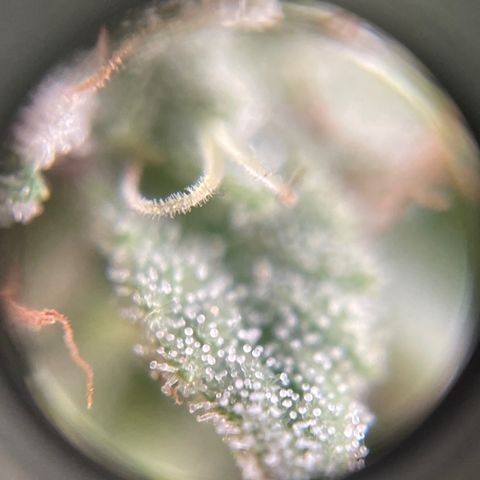 Speedy Chile growlog timeline photo