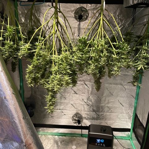 Speedy Chile growlog timeline photo