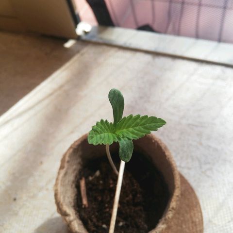 Gigio  growlog timeline photo
