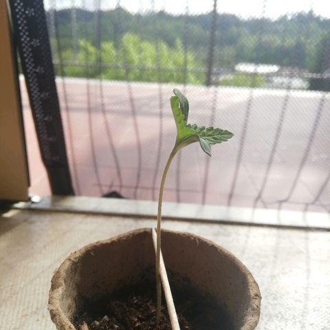 Gigio  growlog timeline photo