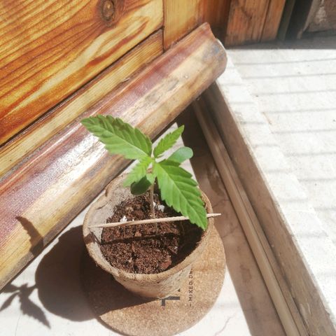 Gigio  growlog timeline photo