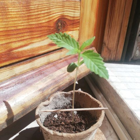 Gigio  growlog timeline photo