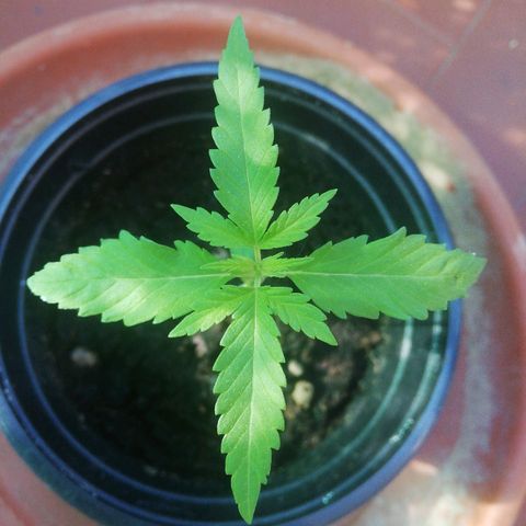 Gigio  growlog timeline photo