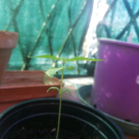 Gigio  growlog timeline photo