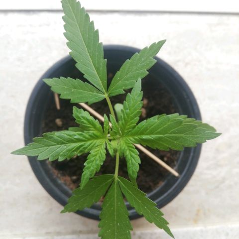 Gigio  growlog timeline photo