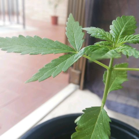 Gigio  growlog timeline photo