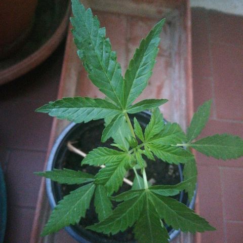 Gigio  growlog timeline photo