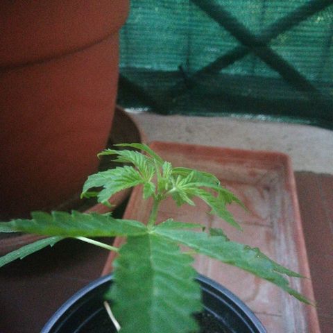 Gigio  growlog timeline photo