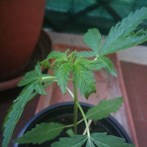 Gigio  growlog timeline photo
