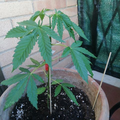 Gigio  growlog timeline photo