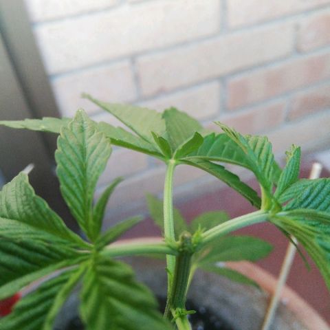 Gigio  growlog timeline photo