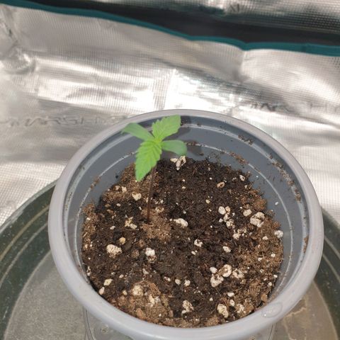 Special Queen #1 growlog timeline photo
