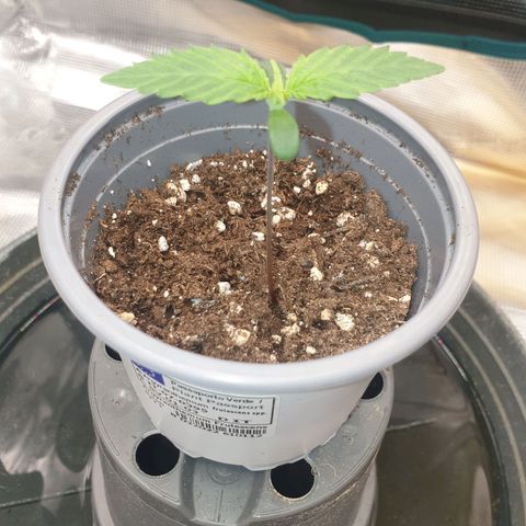 Special Queen #1 growlog photo: Zeigt Anzeichen von Magnesiummangel
Calmag wird heute verabreicht