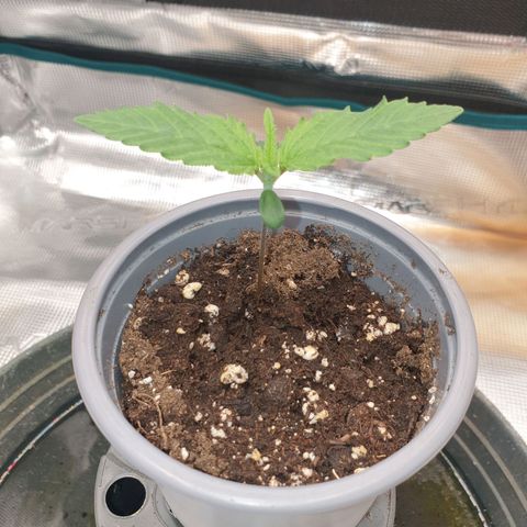 Special Queen #1 growlog photo: Sichtlich erholt und um einiges satter
Calmag Zugabe schien erfolgreich gewesen zu sein