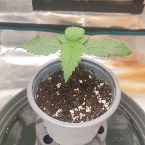 Special Queen #1 growlog timeline photo