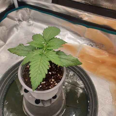 Special Queen #1 growlog timeline photo